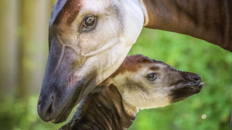 Zoo und so - Tierisch wild!