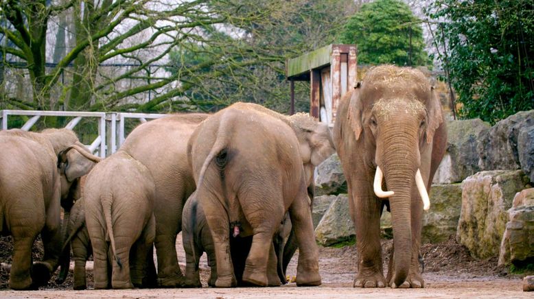 Zoo und so - Tierisch wild!