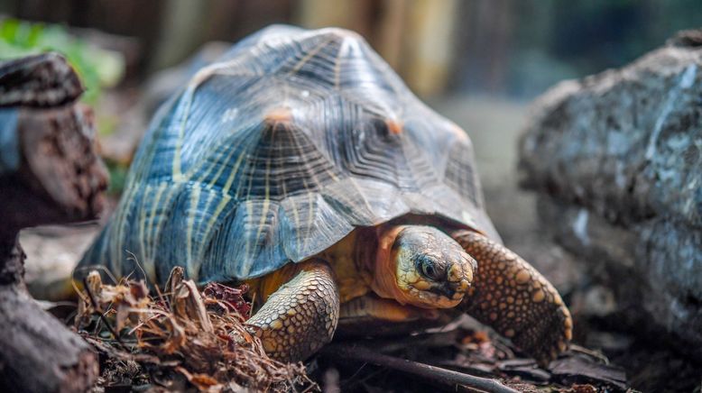 Zoo und so - Tierisch wild!