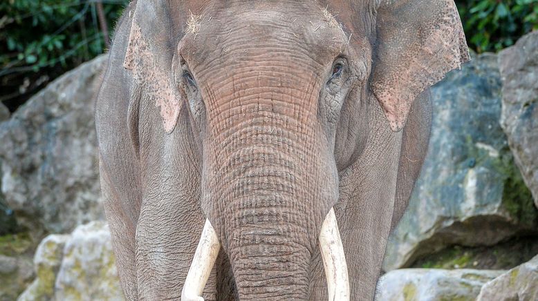 Zoo und so - Tierisch wild!