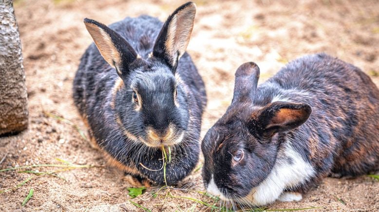 hundkatzemaus - Das Haustiermagazin