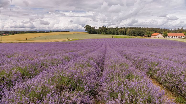 Die Herren des Lavendel