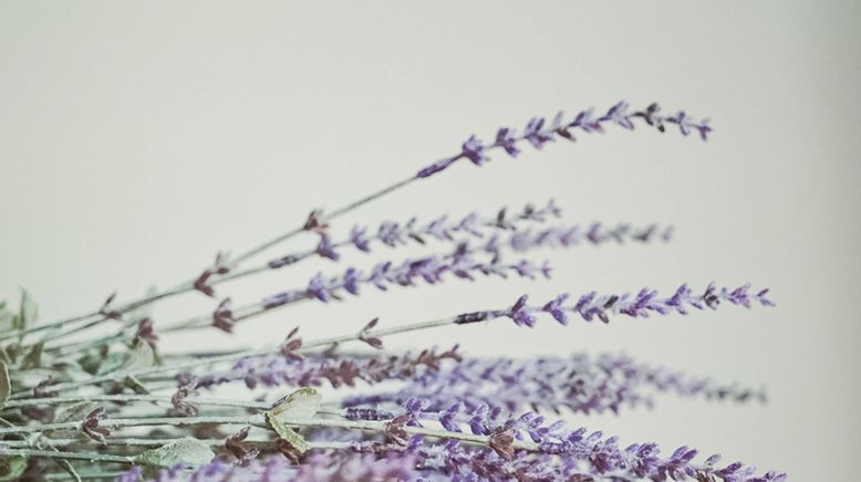 Die Herren des Lavendel