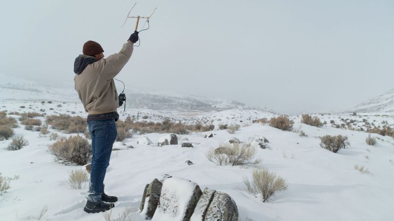 Die Wölfe des Yellowstone: Die nächste Generation