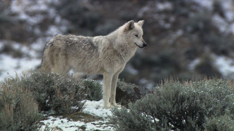 Die Wölfe des Yellowstone: Die nächste Generation