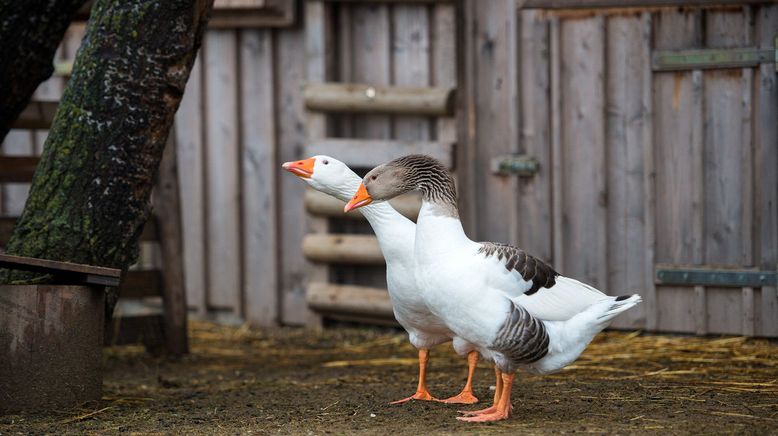 Vom Wildtier zum Haustier - Wie Tiere zur Familie wurden