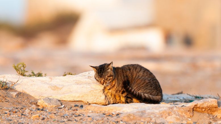 Vom Wildtier zum Haustier - Wie Tiere zur Familie wurden