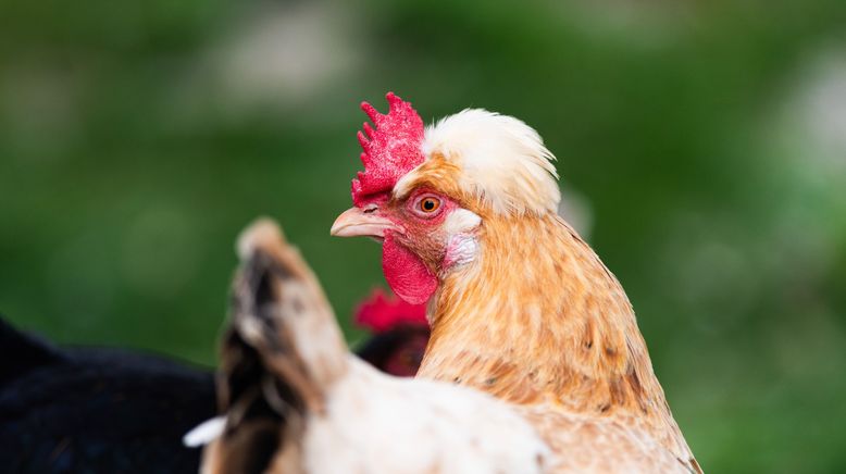 Vom Wildtier zum Haustier - Wie Tiere zur Familie wurden