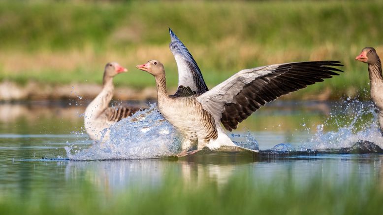 Vom Wildtier zum Haustier - Wie Tiere zur Familie wurden