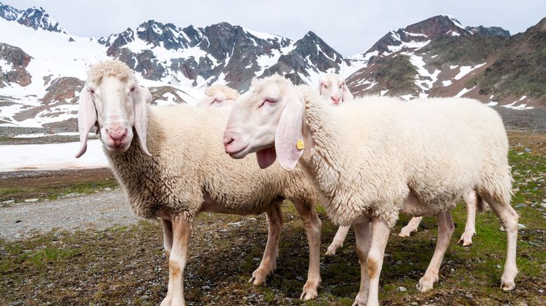 Vom Wildtier zum Haustier - Wie Tiere zur Familie wurden