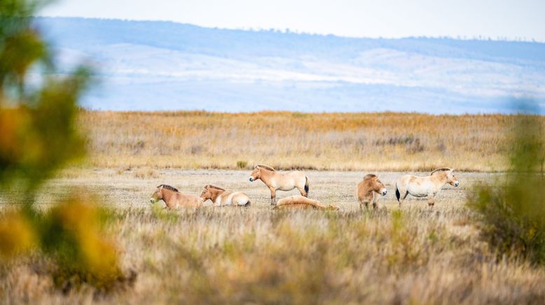 Vom Wildtier zum Haustier - Wie Tiere zur Familie wurden