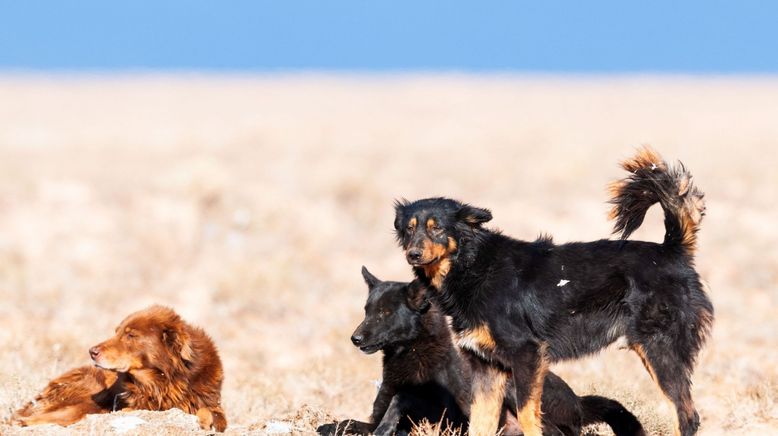 Vom Wildtier zum Haustier - Wie Tiere zur Familie wurden