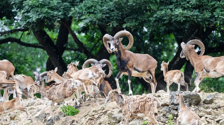 Vom Wildtier zum Haustier - Wie Tiere zur Familie wurden