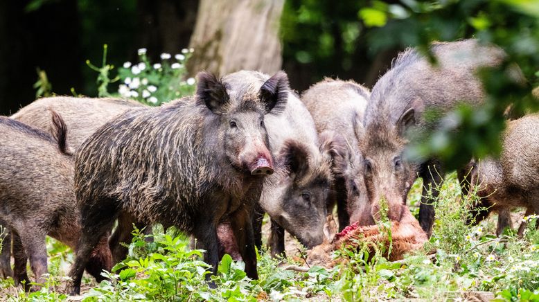 Vom Wildtier zum Haustier - Wie Tiere zur Familie wurden