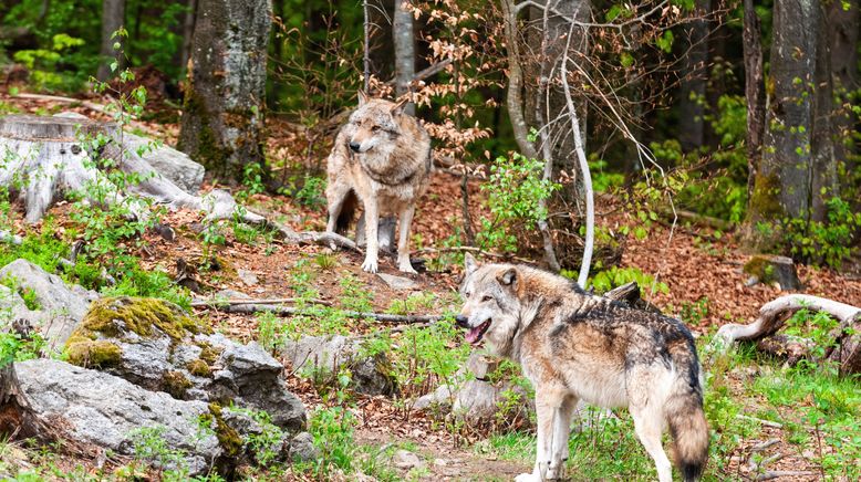 Vom Wildtier zum Haustier - Wie Tiere zur Familie wurden