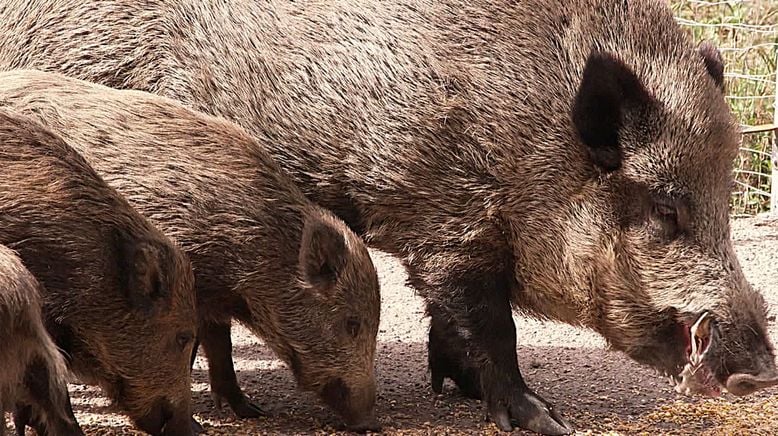 Wildschweingeschichten