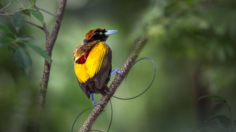 Tierische Überflieger