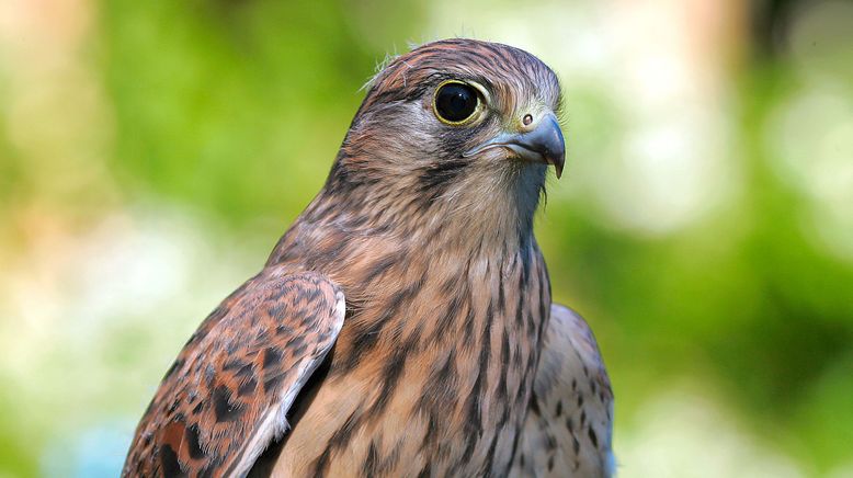 Tierische Burgherren - Das wilde Mittelrheintal