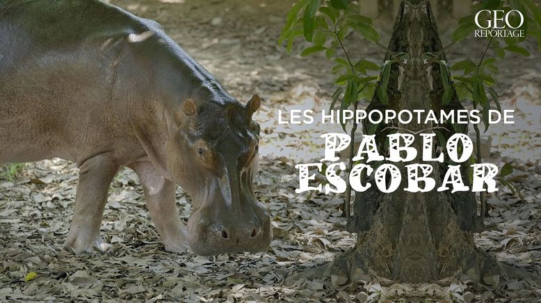 Escobars Erbe: Kolumbiens Kokain-Hippos