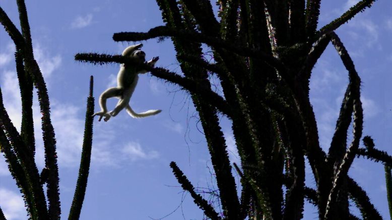 Tierische Überflieger