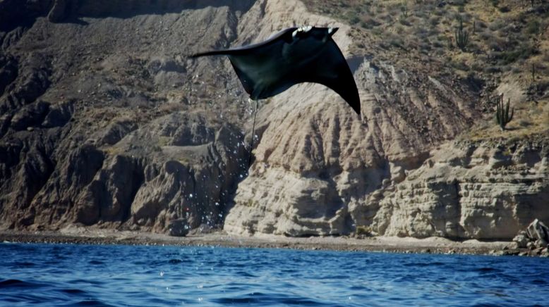 Tierische Überflieger