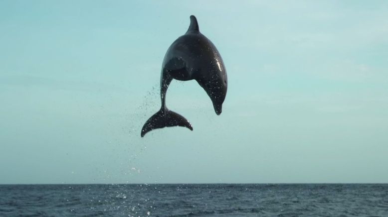 Tierische Überflieger