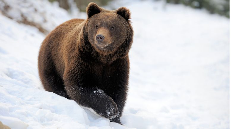 Yellowstone Nationalpark