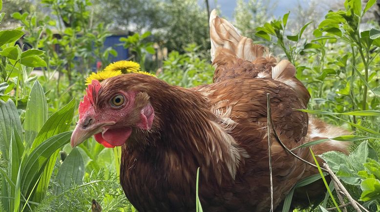 Der Bio-Boom - 100 Jahre ökologische Landwirtschaft