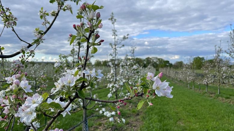 Der Bio-Boom - 100 Jahre ökologische Landwirtschaft