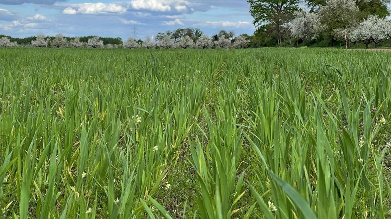 Der Bio-Boom - 100 Jahre ökologische Landwirtschaft