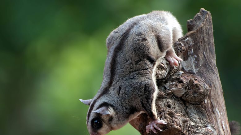 Tierische Überflieger