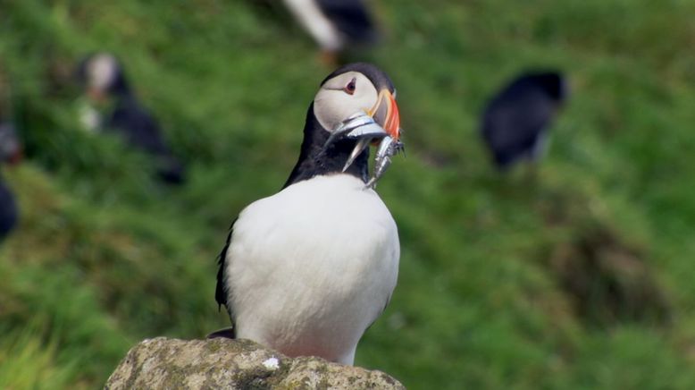 Tierische Überflieger