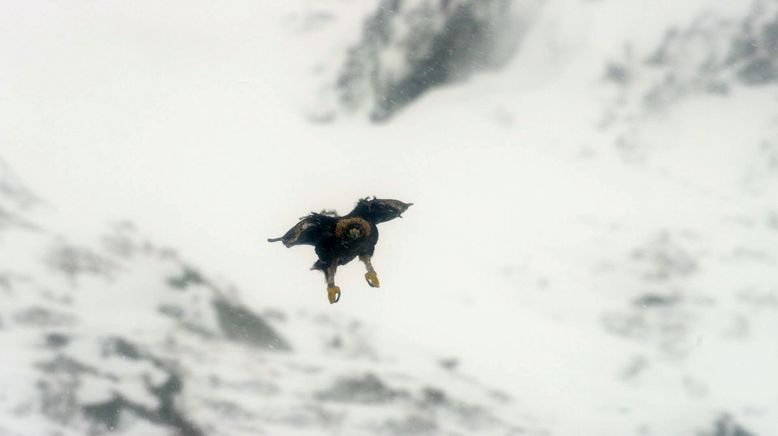 Tierische Überflieger