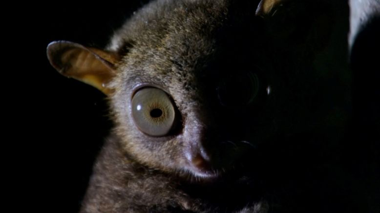 Tierische Überflieger