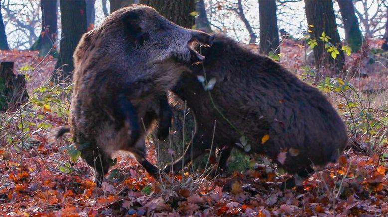 Wildschweine - Das Comeback