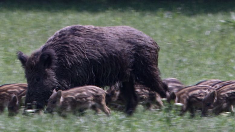 Wildschweine - Das Comeback