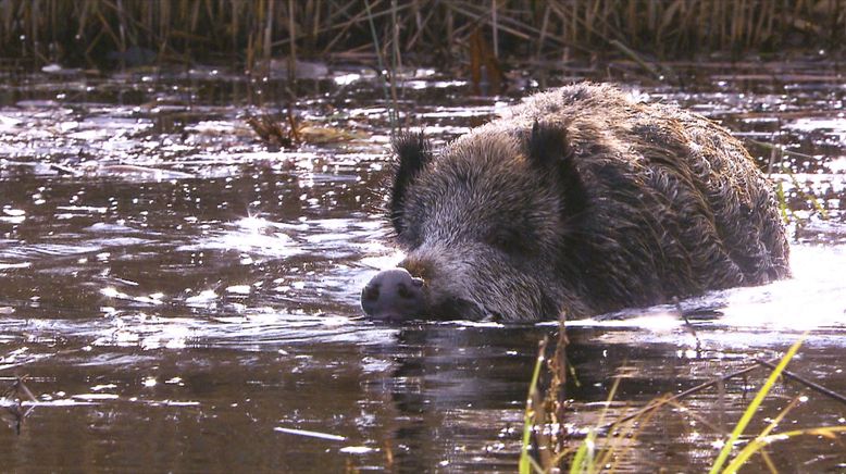 Wildschweine - Das Comeback