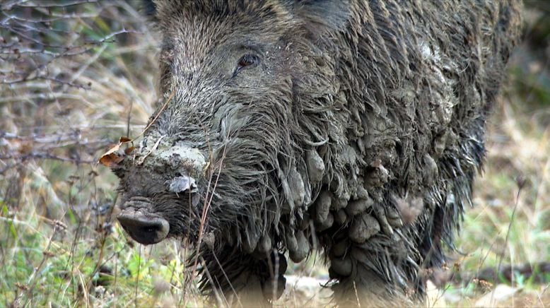 Wildschweine - Das Comeback