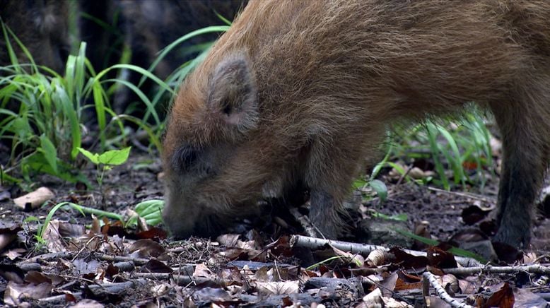 Wildschweine - Das Comeback