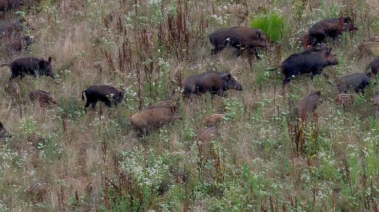 Wildschweine - Das Comeback