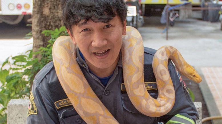 Auf Schlangenjagd in Bangkok