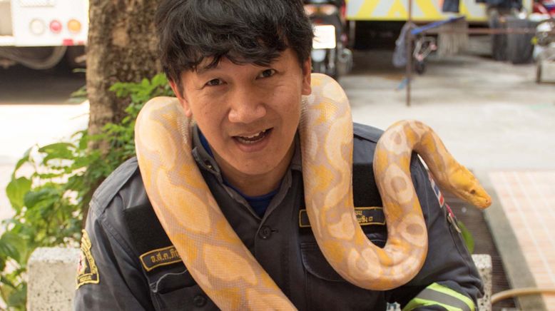 Auf Schlangenjagd in Bangkok