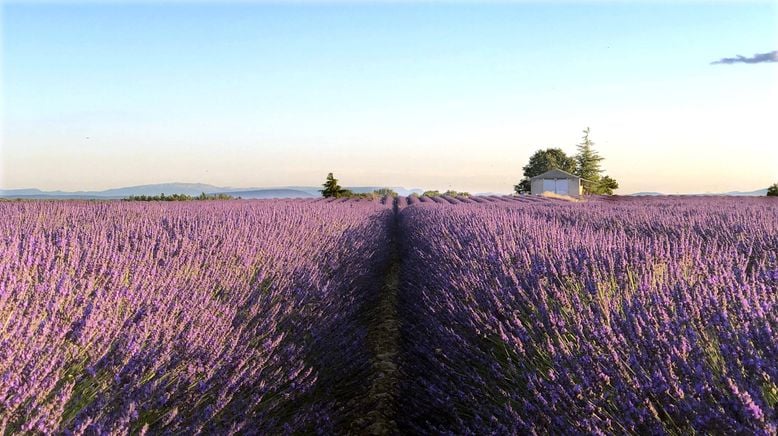 Die Herren des Lavendel