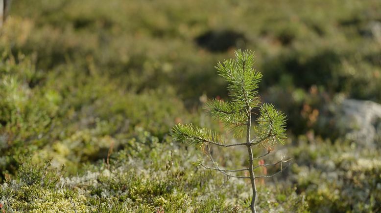 Greenwashed? - IKEA und Nachhaltigkeit