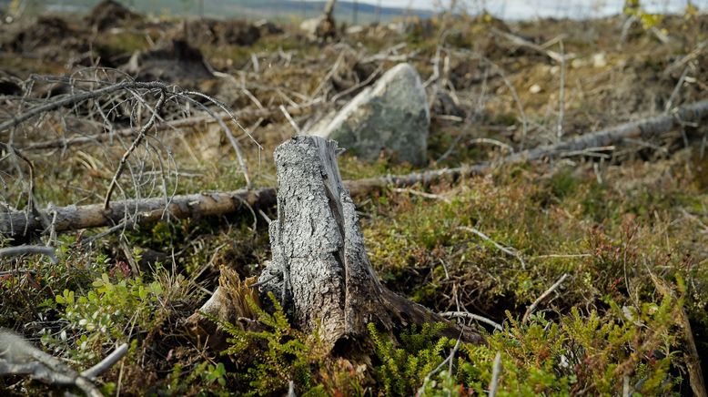 Greenwashed? - IKEA und Nachhaltigkeit