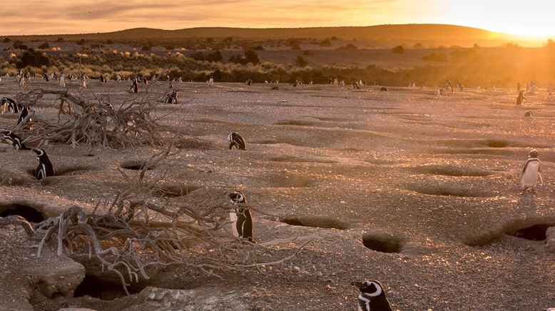 Wildes Patagonien