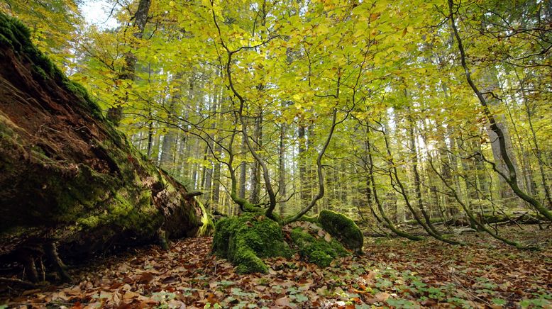 Meisterwerke, Urwälder und Prachtbauten - Österreichs Erbe für die Welt