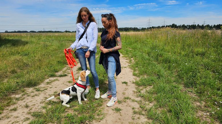 Der Hundeprofi - Rütters Team