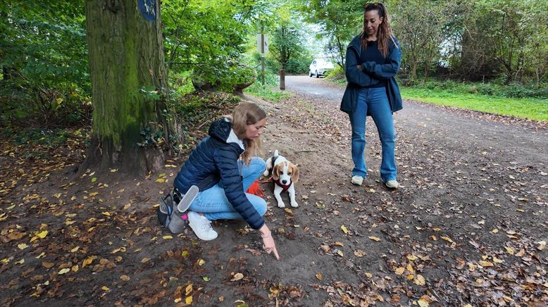 Der Hundeprofi - Rütters Team