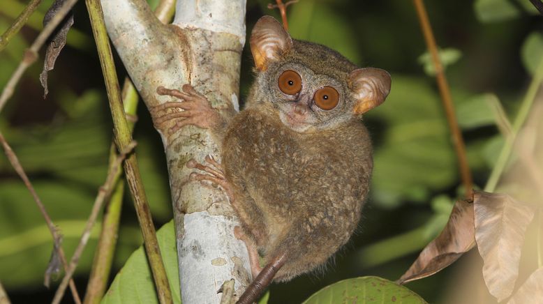 Tierische Überflieger